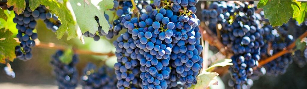 clos de paulille
