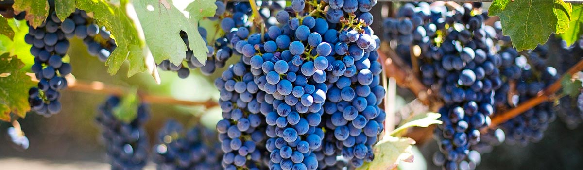 clos de paulille