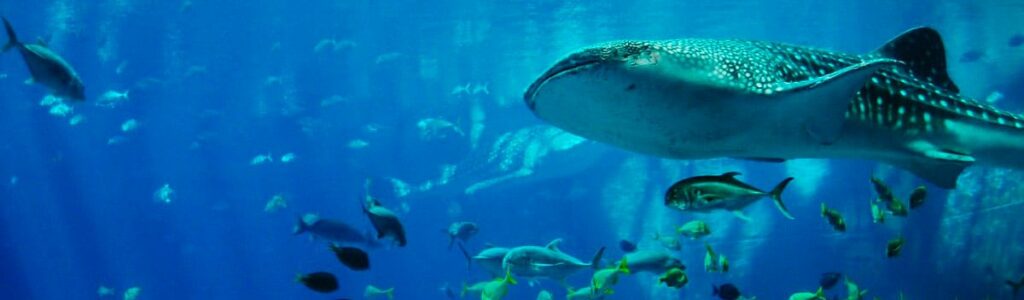 aquarium canet en roussillon